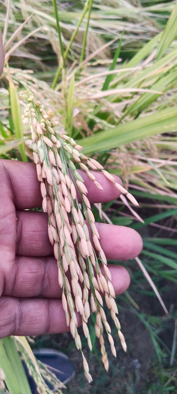 कृषक प्रक्षेत्र पर बीज उत्पादन कार्यक्रम के तहत् 10 से 19 जून तक किया जाएगा फसल पंजीयन