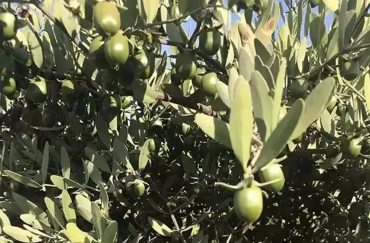 बहुत कम लागत में शुरू करें इसकी खेती, सालों साल तक होगी अंधाधुंध कमाई