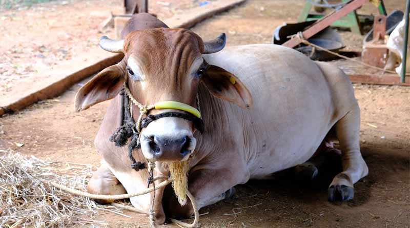 जूनोसिस रोग खेत के जानवरों से मनुष्यों में फैल सकते हैं