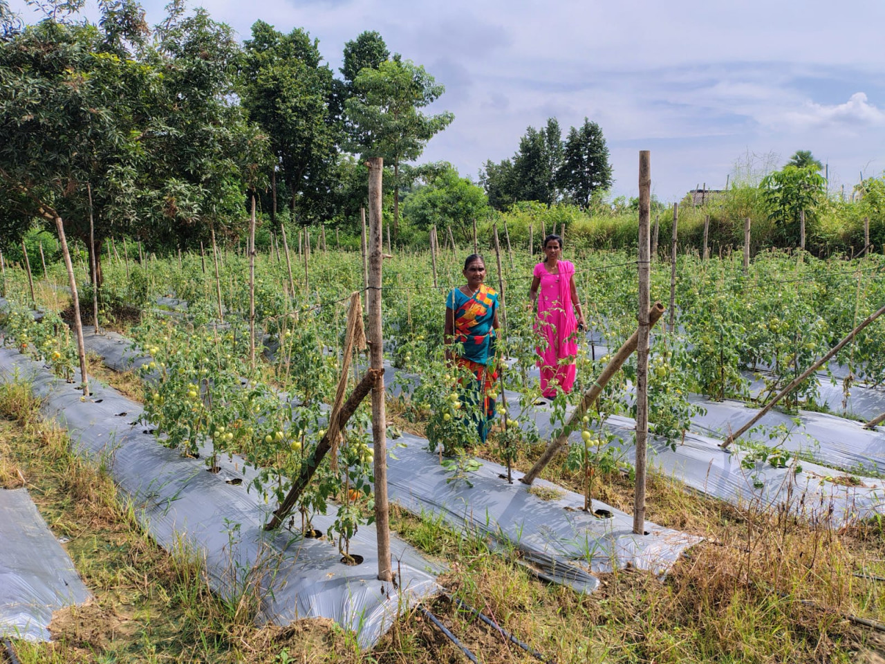 टमाटर, मिर्च लगाकर ग्राम झोडि़याबाड़म की दीदियां बदल रही है अपनी जिंदगी की तस्वीर