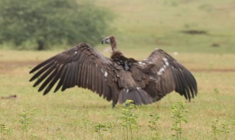 वन अफसरों और डॉक्टरों ने सफेद पूंछ वाले दुर्लभ गिद्ध की बचाई जान,सीएम विष्णुदेव साय और वनमंत्री केदार कश्यप ने की प्रशंसा