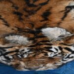 बाघ और तेंदुए के शिकार में शामिल डिप्टी रेंजर सहित 9 आरोपी गिरफ्तार