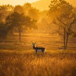 “मन की बात” में छत्तीसगढ़ का निरंतर जिक्र गौरव की बात : मुख्यमंत्री विष्णु देव साय