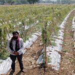 करेले की खेती ने बदली तकदीर धान से सात गुना अधिक हुई आय
