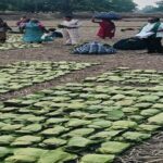 तेन्दूपत्ता संग्राहकों के खातों में पहुंचने लगी बोनस राशि