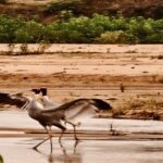 सरगुजा की आर्द्रभूमि में फिर दिखा राष्ट्रीय गौरव पक्षी सारस क्रेन