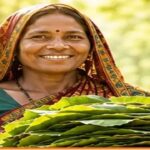 तेंदूपत्ता संग्राहकों के सामाजिक-आर्थिक सशक्तिकरण की ओर छत्तीसगढ़