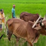 अपनी माटी और खेती-किसानी से मुख्यमंत्री विष्णु देव साय का आत्मीय जुड़ाव