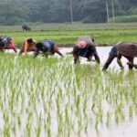 प्रदेश में लक्ष्य का 97 प्रतिशत बोनी पूर्ण