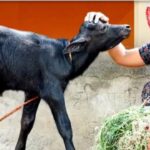 प्रोजेक्ट आंगन लक्ष्मी से ग्रामीण महिलाओं को मिलेगा आत्मनिर्भरता का संबल