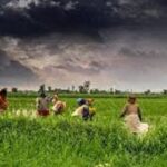 कमज़ोर मॉनसून के बाद अल नीनो की मार, रबी की फसलों पर बढ़ा खतरा